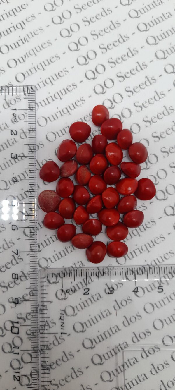 Adenanthera pavonina - Coral Pea, Saga Seed Tree - Image 7
