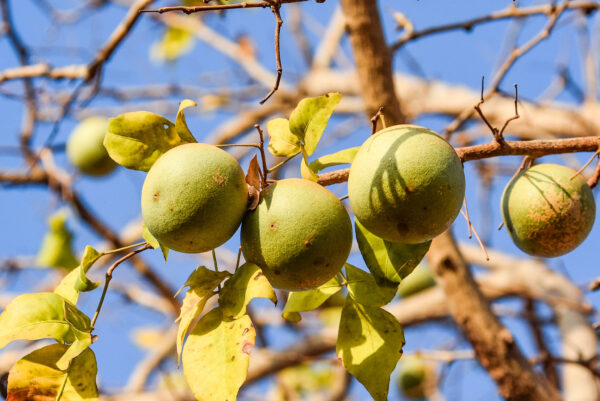 Aegle marmelos / Belou marmelos / Crateva marmelos - Bael, Bengal Quince, Golden Apple, Japanese Bitter Orange, Stone Apple, Wood Apple