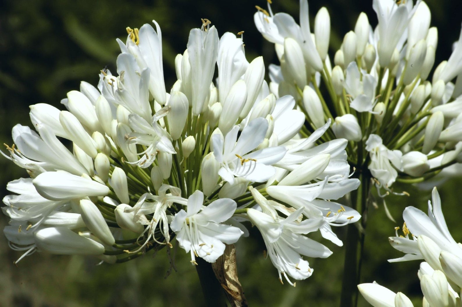 Agapanthus praecox subsp. orientalis Agapanthus Alba, White Lily of
