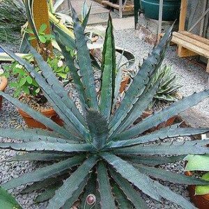 Agave xylonacantha -