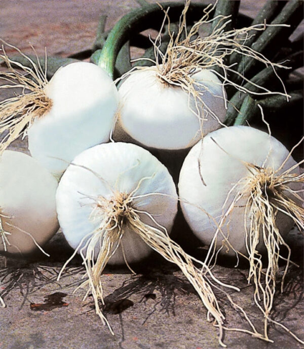 Allium cepa 'Bianca di Giugnio' - White Onion