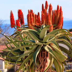 Aloe barberae - Aloe tree, giant baby of africa