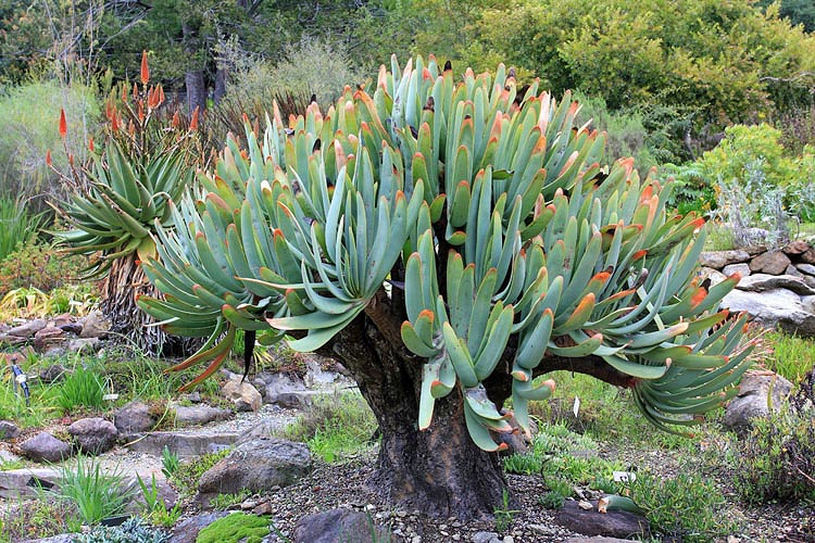 Aloe plicatilis Fan Aloe Quinta dos Ouriques