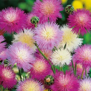 Amberboa moschata - Sweet Sultan 'Imperialis Mix'