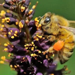 Amorpha fruticosa - False indigo, false indigo of the desert, indigo bush, bastardo indigobush, dese