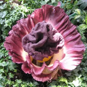 Amorphophallus paeoniifolius / Dracontium polyphyllum / Amorphophallus sativus - Elephant Foot Yam, Whitespot Giant Arum, Suran, Pongapong, Chena