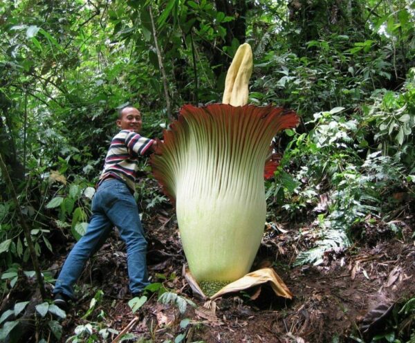 Amorphophallus paeoniifolius / Dracontium polyphyllum / Amorphophallus sativus - Elephant Foot Yam, Whitespot Giant Arum, Suran, Pongapong, Chena - Image 2