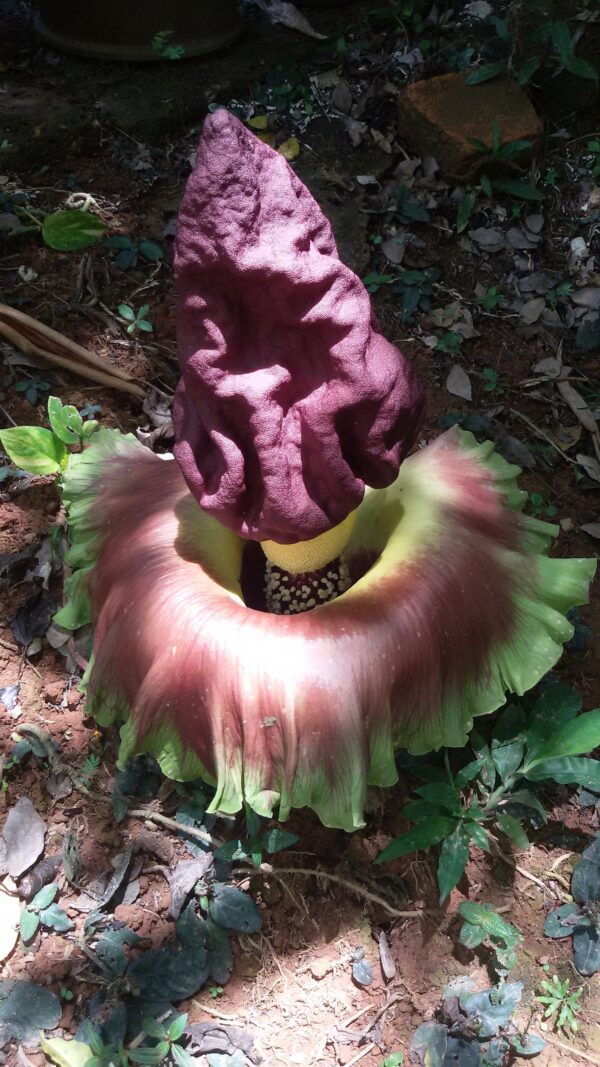 Amorphophallus paeoniifolius / Dracontium polyphyllum / Amorphophallus sativus - Elephant Foot Yam, Whitespot Giant Arum, Suran, Pongapong, Chena - Image 5