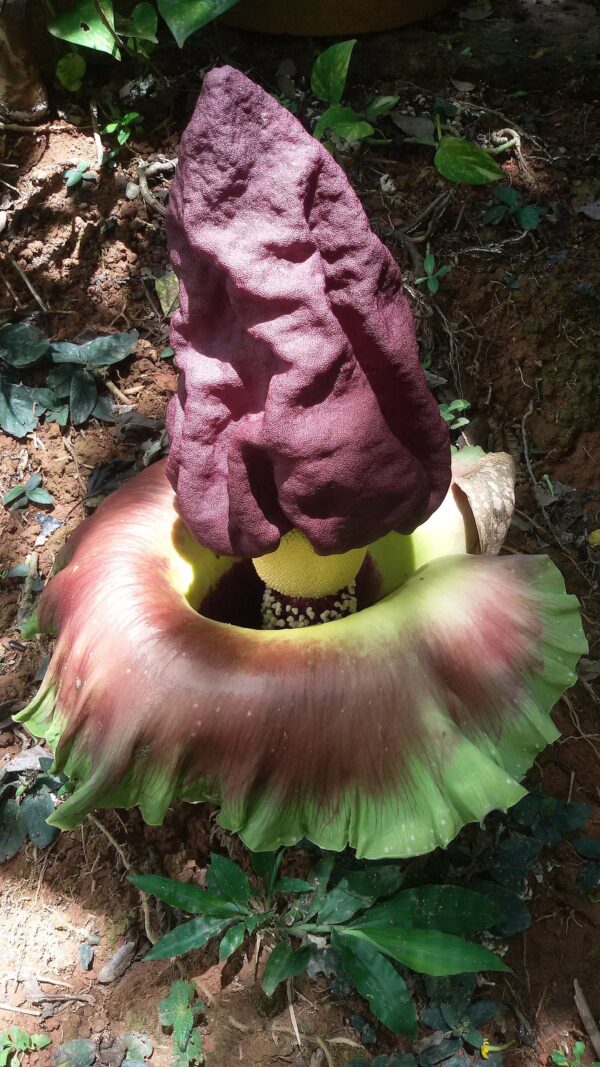 Amorphophallus paeoniifolius / Dracontium polyphyllum / Amorphophallus sativus - Elephant Foot Yam, Whitespot Giant Arum, Suran, Pongapong, Chena - Image 6