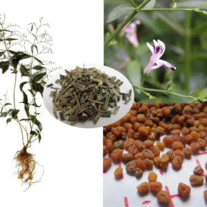 Andrographis paniculata / Justicia latebrosa / Justicia paniculata / Justicia stricta - Indian Echinacea, Bhunimba, Bidara, Carmantina, Chiretta, Chuan xin lian, Creat, Indian Echinacea, Kalmegh, Kariyat, King of Bitters, Kirata, Nain Chanvandi, Takila, Vizra Ufar