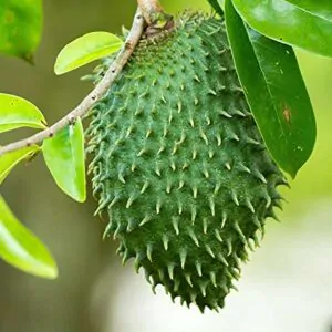 Annona muricata - Soursop, Graviola, Guyabano, Guanabana, Prickly Custard Apple, Durian Belanda, D