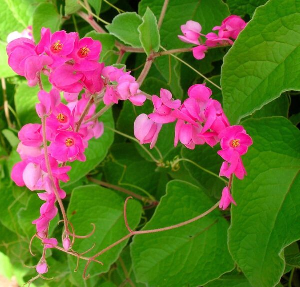 Antigonon leptopus var. pink - Coral Vine, Queen's Wreath,Coralita, Cadena de Amor, Bee Bush, San Miguelito Vine