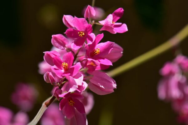 Antigonon leptopus var. pink - Coral Vine, Queen's Wreath,Coralita, Cadena de Amor, Bee Bush, San Miguelito Vine - Image 2