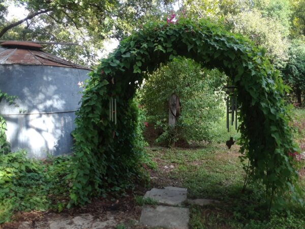 Antigonon leptopus var. pink - Coral Vine, Queen's Wreath,Coralita, Cadena de Amor, Bee Bush, San Miguelito Vine - Image 3