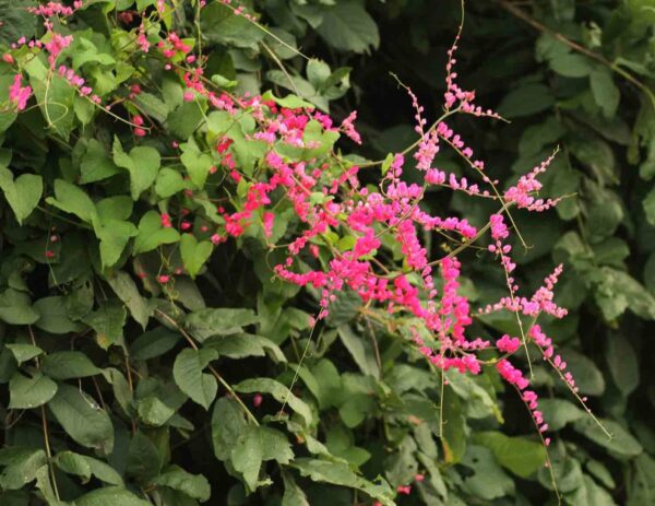 Antigonon leptopus var. pink - Coral Vine, Queen's Wreath,Coralita, Cadena de Amor, Bee Bush, San Miguelito Vine - Image 4