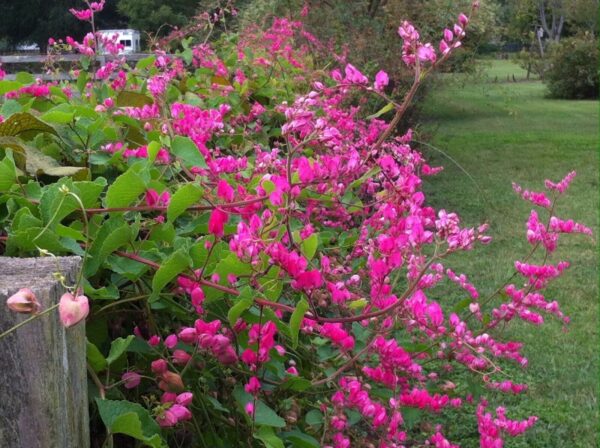 Antigonon leptopus var. pink - Coral Vine, Queen's Wreath,Coralita, Cadena de Amor, Bee Bush, San Miguelito Vine - Image 7