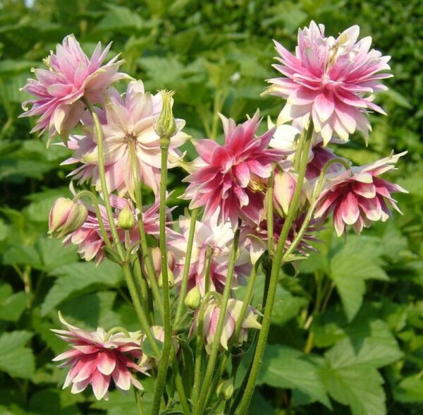 Aquilegia vulgaris v stellata nora barlow - Aquilegia clematis flower, Columbine Pink - Image 2