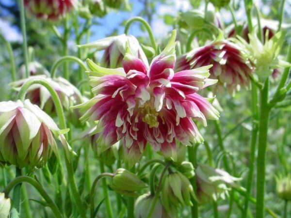 Aquilegia vulgaris v stellata nora barlow - Aquilegia clematis flower, Columbine Pink - Image 3