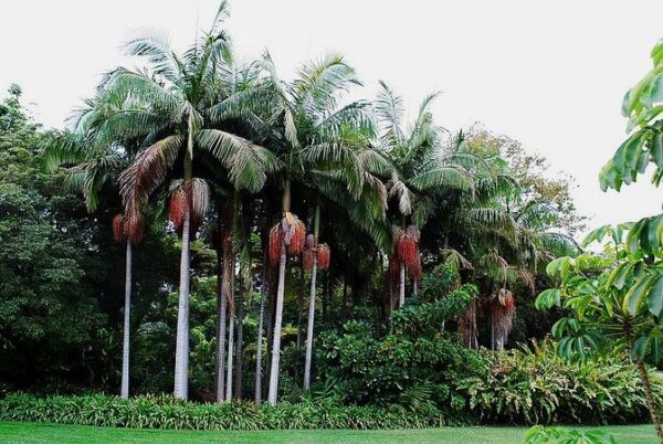 Archontophoenix cunninghamiana Illawarra - Illawarra King, Bangalow Palm - Image 2