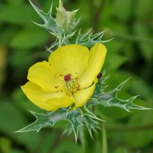 Argemone mexicana - Mexican Poppy, Mexican Prickly Poppy, Flowering Thistle, Cardo or Cardosanto