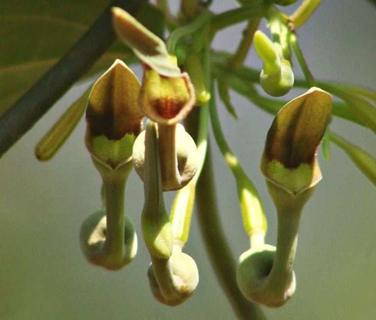 Aristolochia indica - Indian Birthwort, Duck Flower - Quinta dos