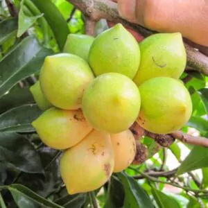 Artabotrys hexapetalus - Climbing Ylang-Ylang, Manoranjini, Ylang Ylang Vine, Tail Grape, Climbing Ilang-