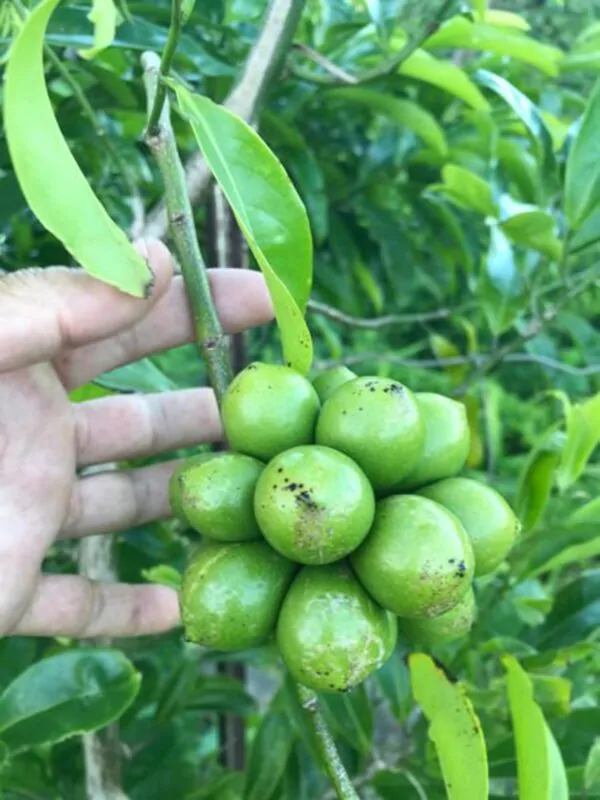 Artabotrys hexapetalus - Climbing Ylang-Ylang, Manoranjini, Ylang Ylang Vine, Tail Grape, Climbing Ilang- - Image 5