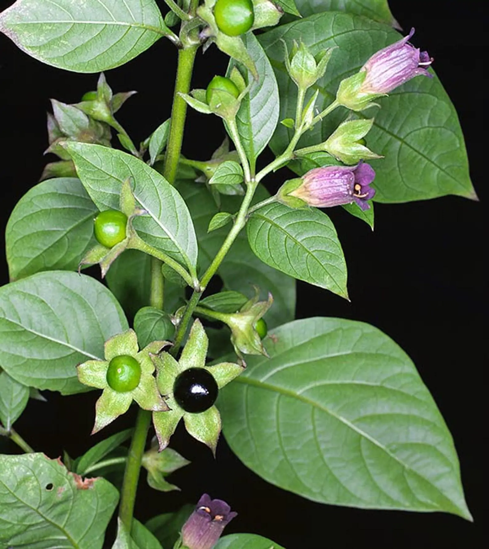 Atropa belladonna - Nightshade, Atropa Belladonna Quinta