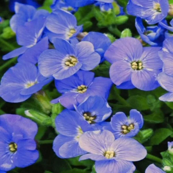 Aubrieta deltoidea 'Blue Cascade' - Rock Cress Cascading Blue - Image 2