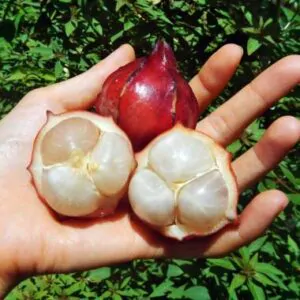 Baccaurea angulata - Belimbing Hutan