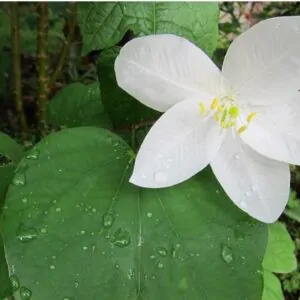 Bauhinia acuminata - Snowy Orchid Tree