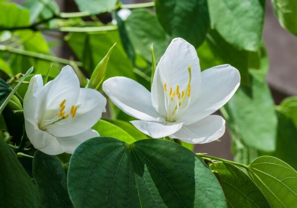 Bauhinia acuminata - Snowy Orchid Tree - Image 2