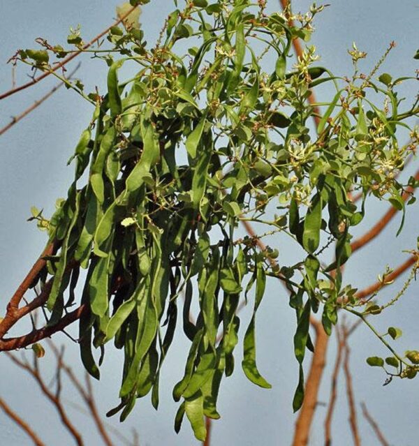 Bauhinia racemosa - Bidi Leaf Tree - Image 9
