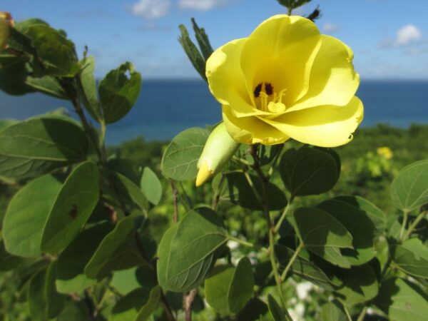 Bauhinia tomentosa - Yellow Orchid Tree, Mountain Ebony - Image 4
