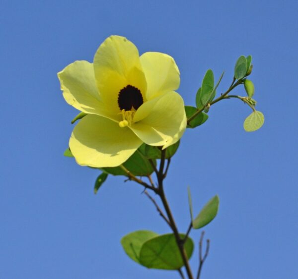 Bauhinia tomentosa - Yellow Orchid Tree, Mountain Ebony - Image 5