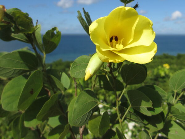 Bauhinia tomentosa - Yellow Orchid Tree, Mountain Ebony - Image 9