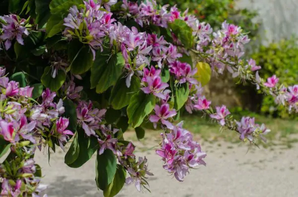 Bauhinia variegata - Pink Orchid Tree - Image 5