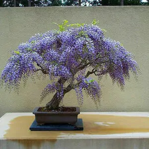 Bolusanthus speciosus / Lonchocarpus speciosus - Tree Wisteria, African Wisteria, Elephantwood, Elephant Wood