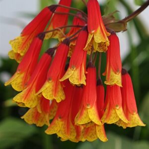 Bomarea multiflora - Colombian Climbing Lily