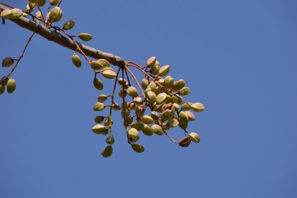 Boswellia serrata - Indian Frankincense, Salai Guggul, Shallaki - Image 3