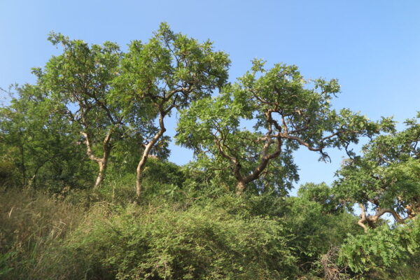 Boswellia serrata - Indian Frankincense, Salai Guggul, Shallaki - Image 4