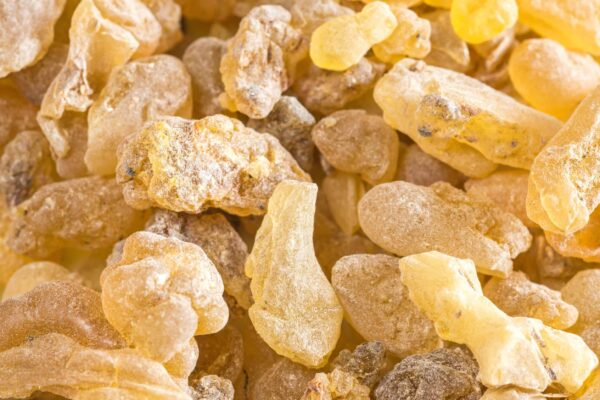 Boswellia serrata - Indian Frankincense, Salai Guggul, Shallaki - Image 5