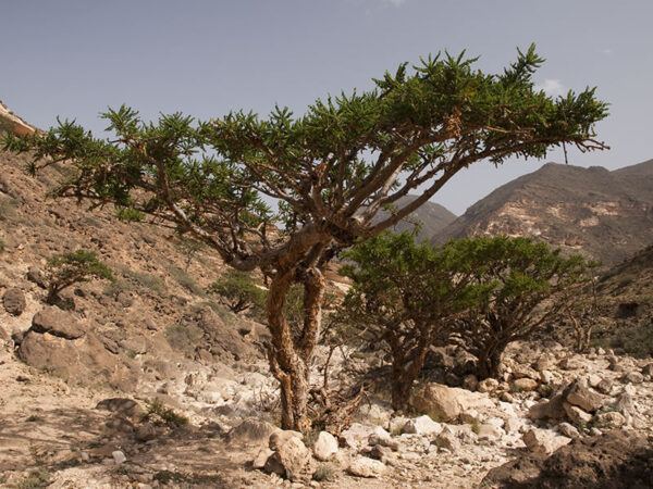 Boswellia serrata - Indian Frankincense, Salai Guggul, Shallaki - Image 6