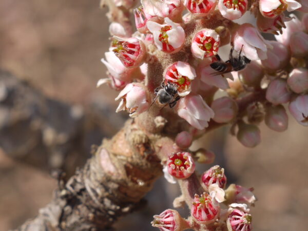 Boswellia serrata - Indian Frankincense, Salai Guggul, Shallaki - Image 7