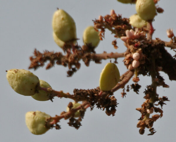 Boswellia serrata - Indian Frankincense, Salai Guggul, Shallaki - Image 8