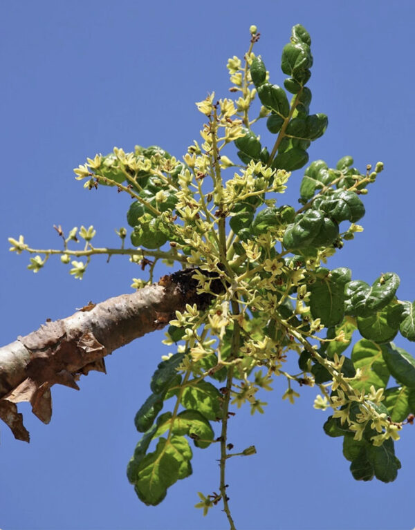 Boswellia serrata - Indian Frankincense, Salai Guggul, Shallaki