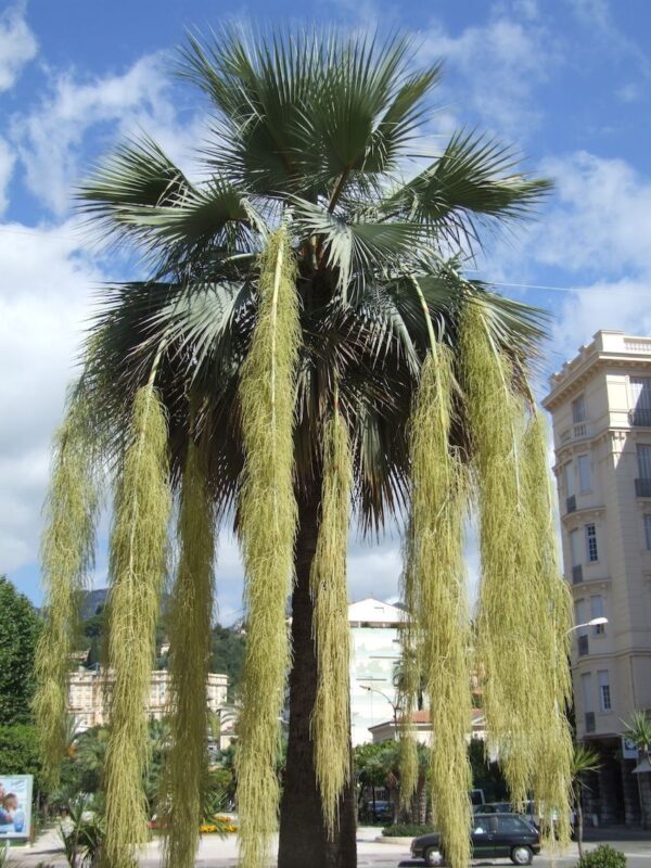 Brahea armata - Mexican blue palm tree - Image 4