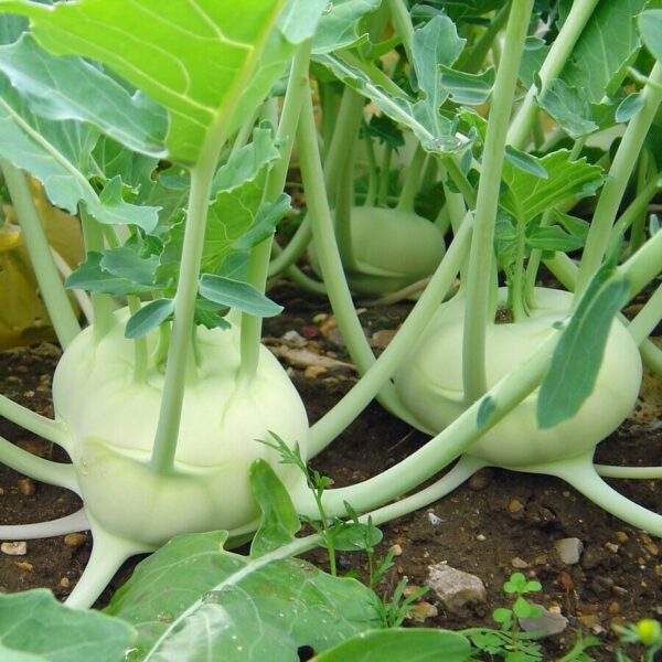 Brassica oleracea var. gongylodes - Kohlrabi, Knol khol - Image 10