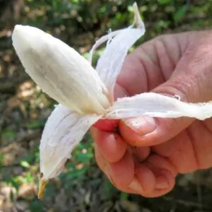 Bromelia karatas - Bromelia Taste, Piñuelas, Plumier’s Bromelia