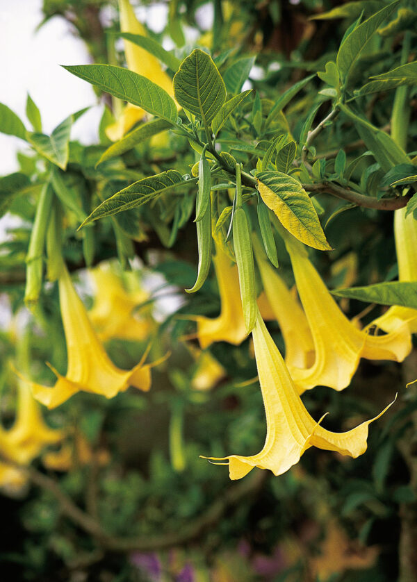Brugmansia aurea / Datura aurea / Brugmansia affinis / Datura affinis - Golden Angel's Trumpet, Datura Sanguinea Golden - Image 4